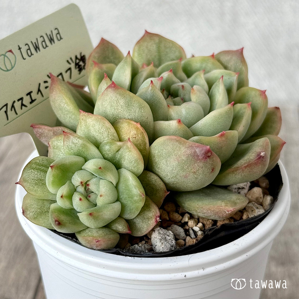 *新発売* アイスエイジ コブ錦2【tawawaハウス苗】