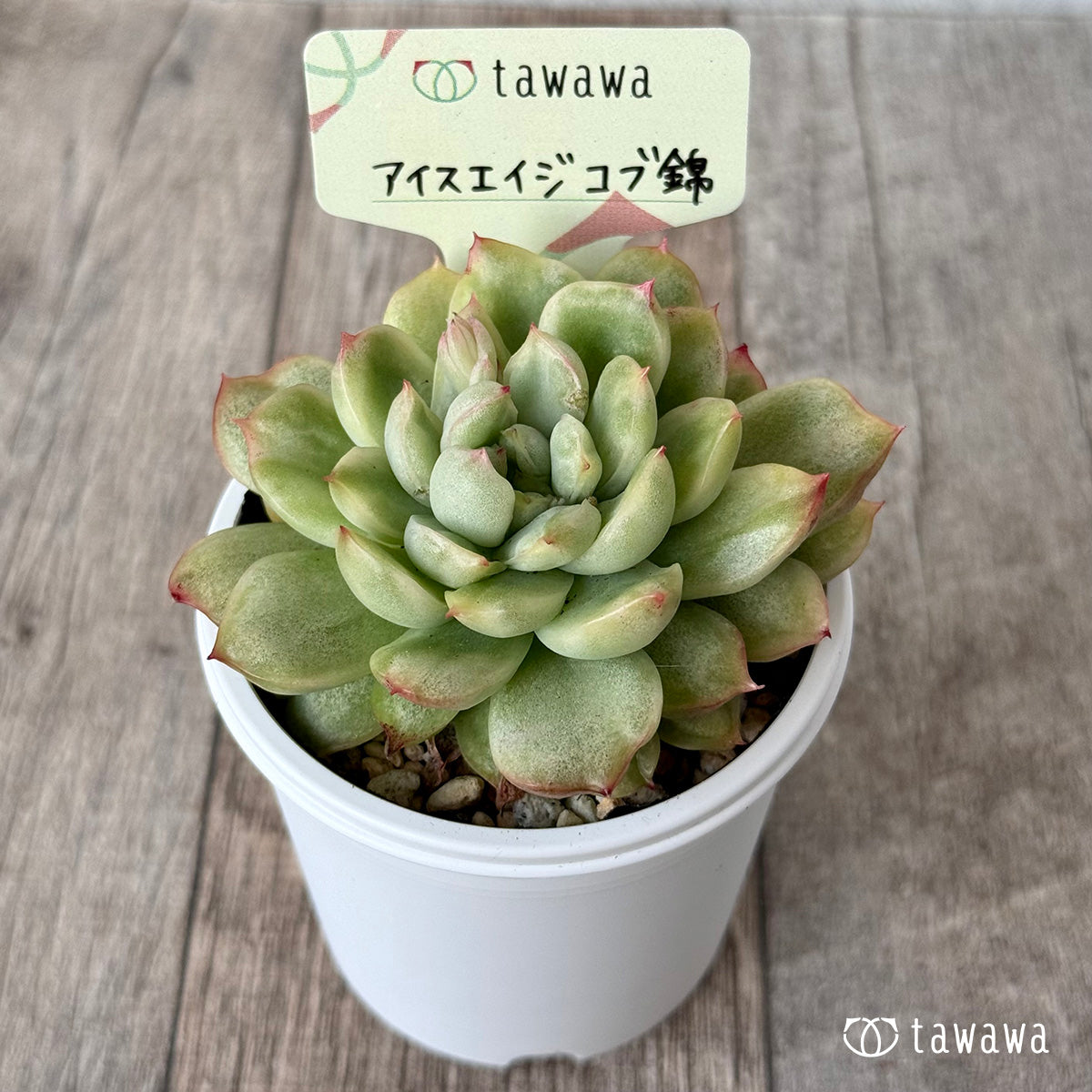 *新発売* アイスエイジ コブ錦1【tawawaハウス苗】