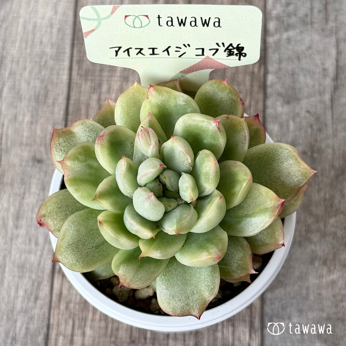 *新発売* アイスエイジ コブ錦1【tawawaハウス苗】