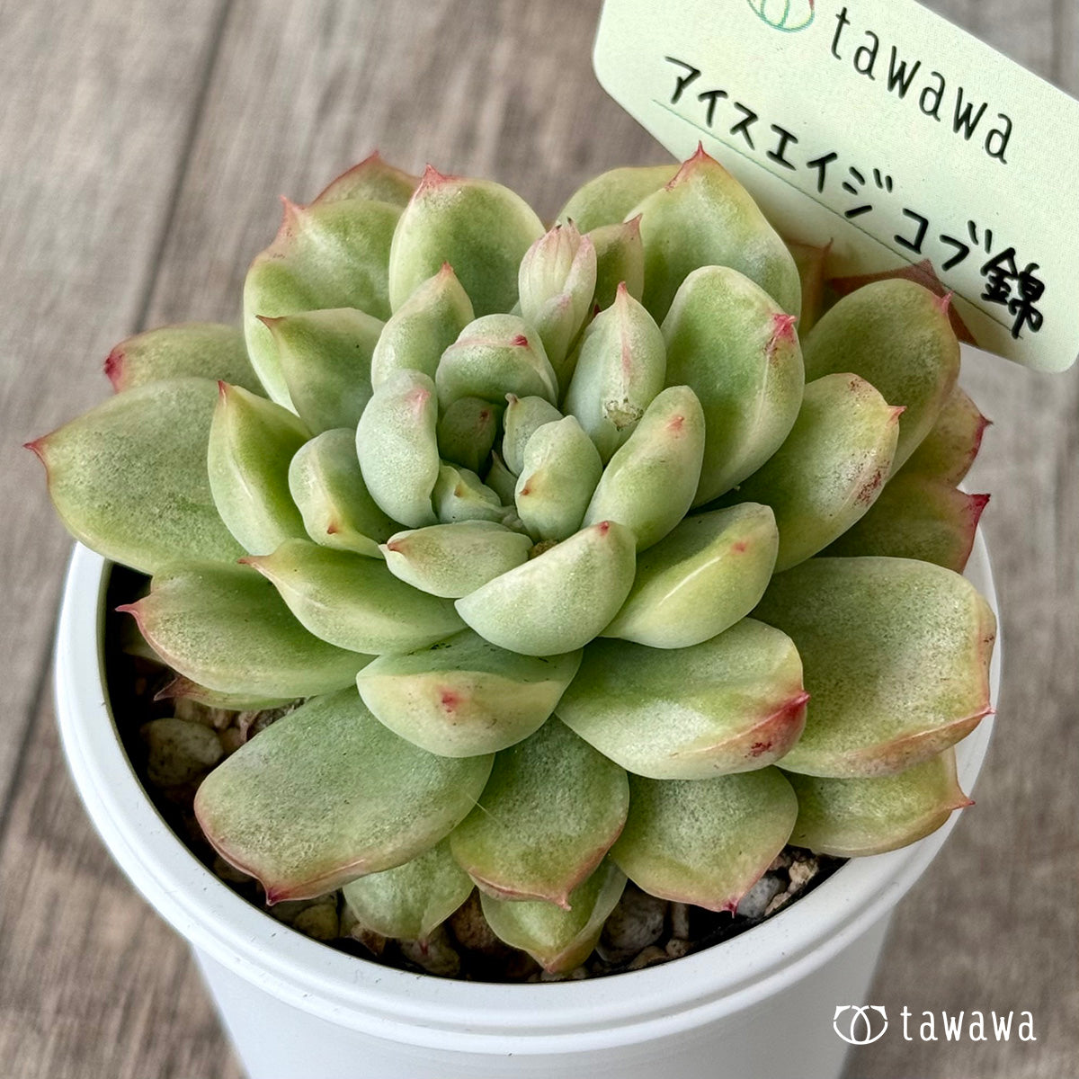 *新発売* アイスエイジ コブ錦1【tawawaハウス苗】