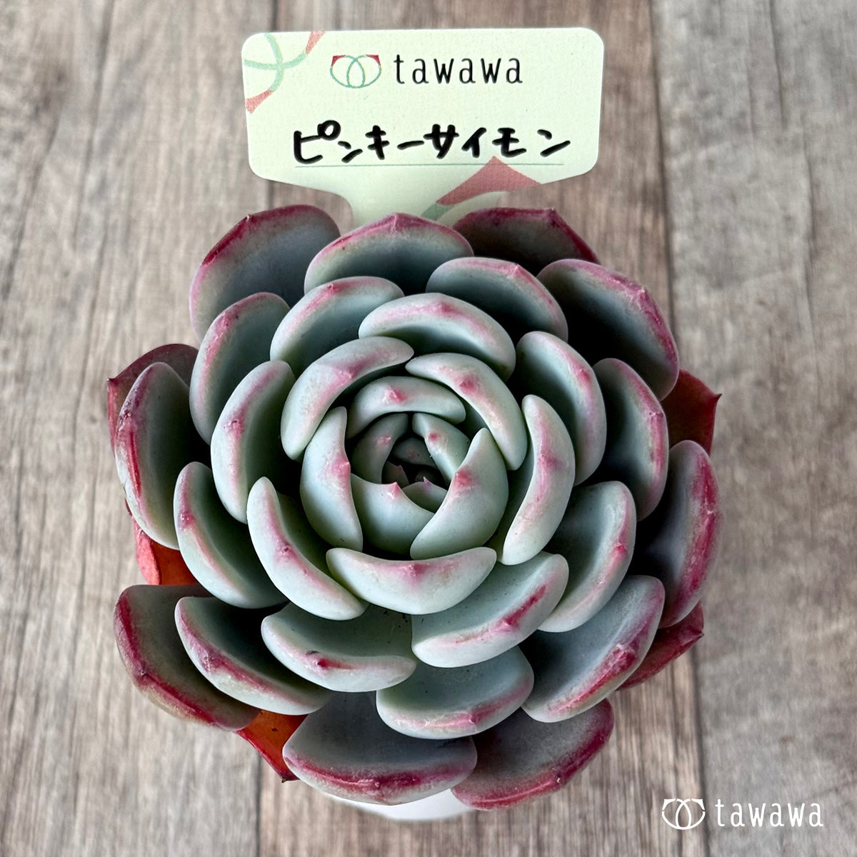 ピンキーサイモン(エアーマジック農園)【tawawaハウス苗】