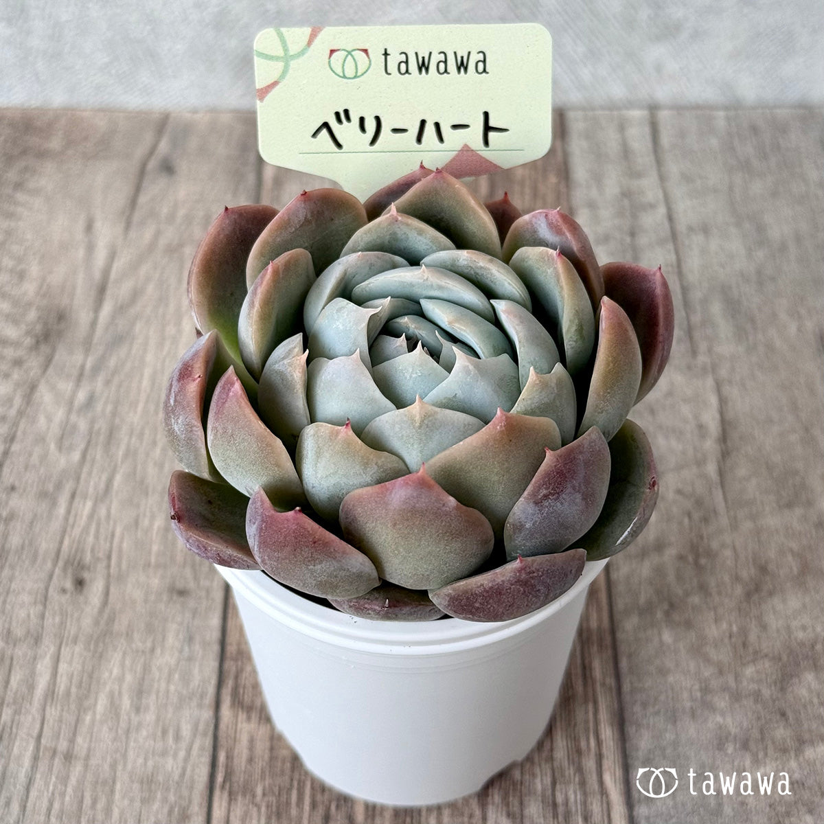 ベリーハート(エアーマジック農園)【tawawaハウス苗】