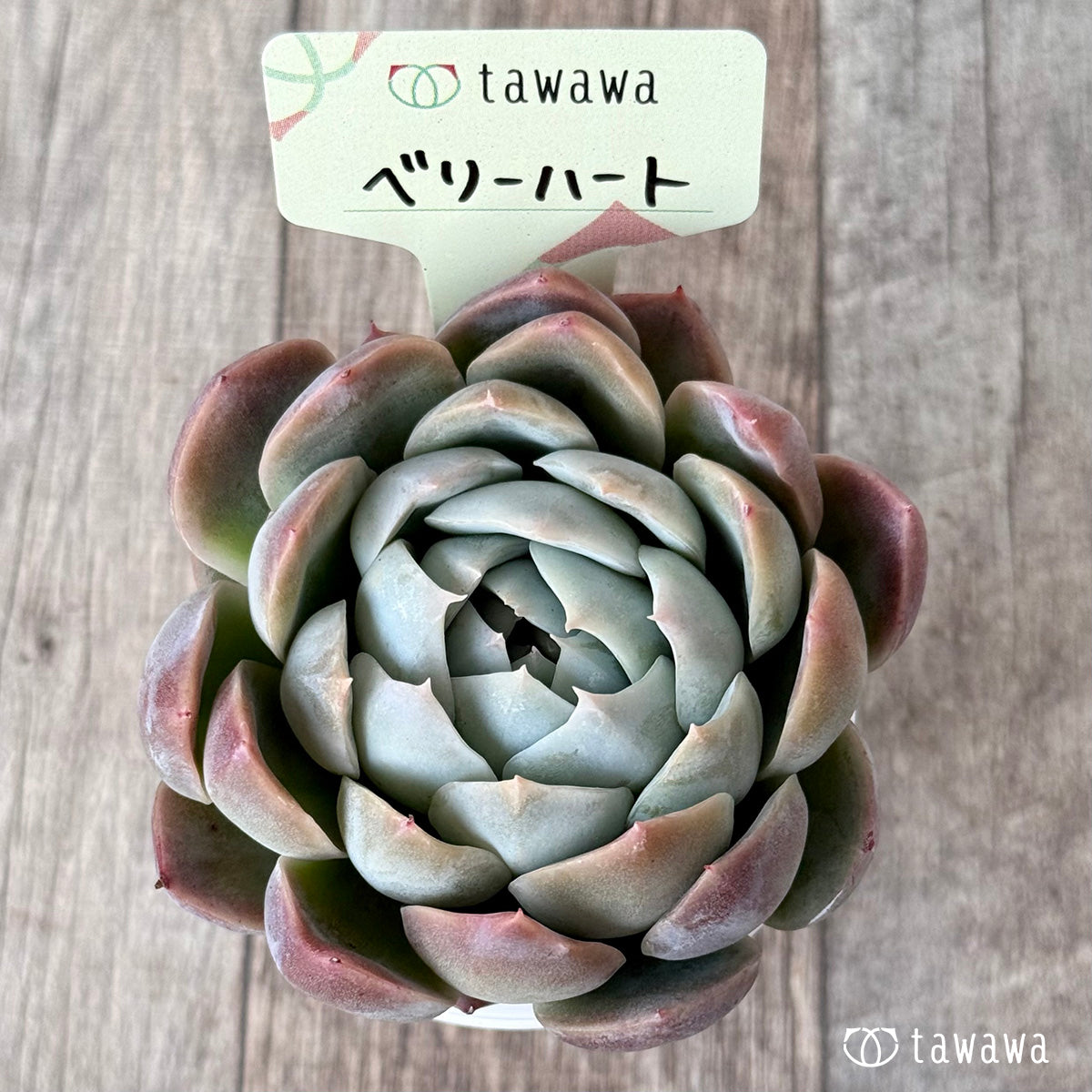 ベリーハート(エアーマジック農園)【tawawaハウス苗】