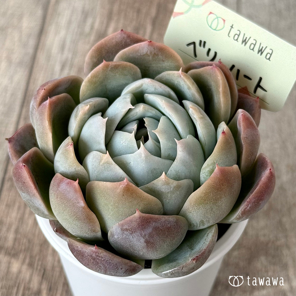 ベリーハート(エアーマジック農園)【tawawaハウス苗】