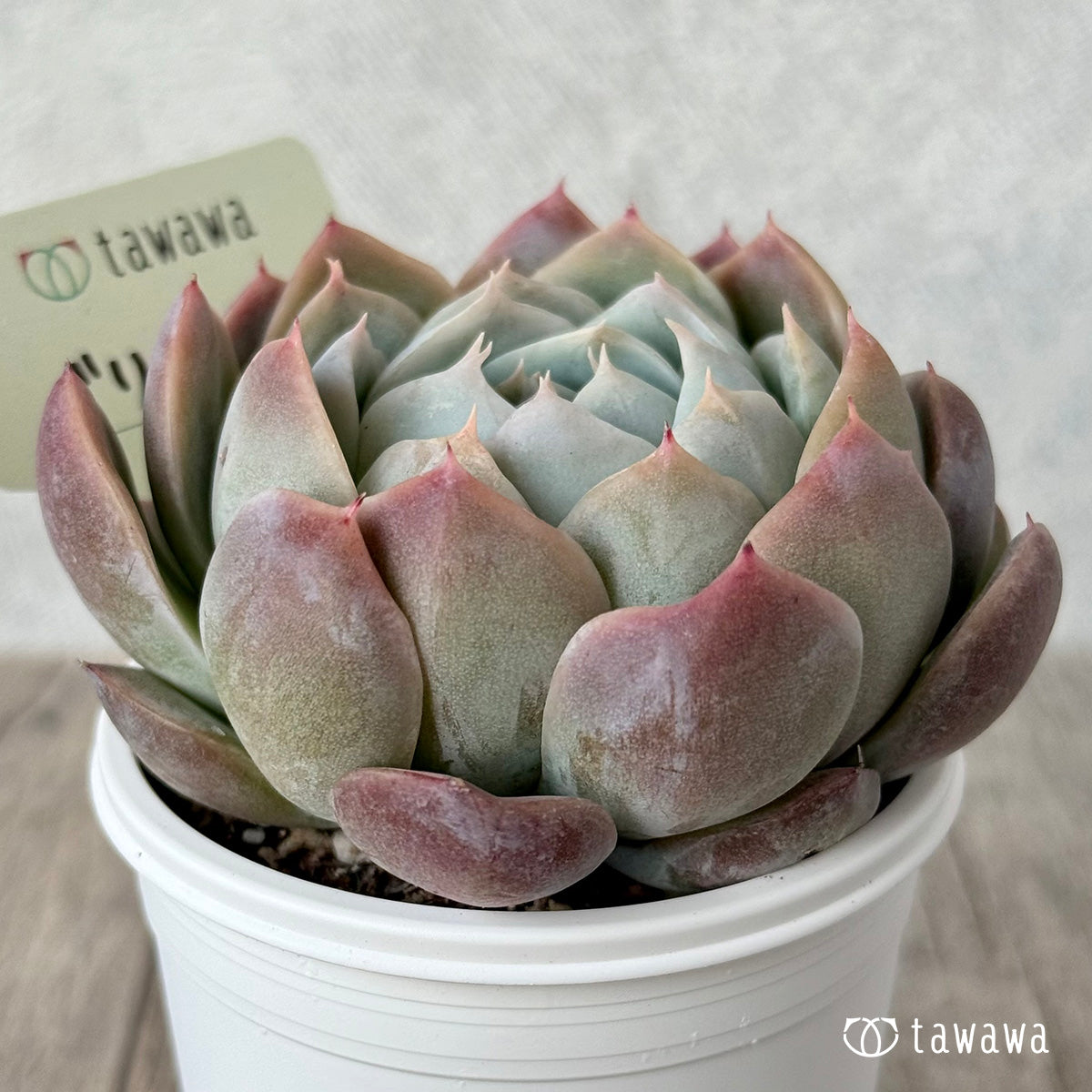 ベリーハート(エアーマジック農園)【tawawaハウス苗】