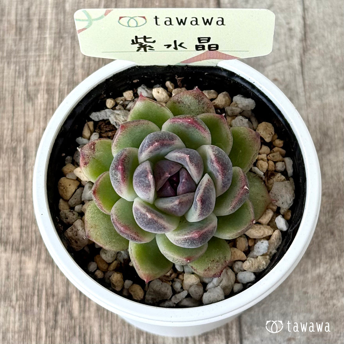 *新発売* 紫水晶1【tawawaハウス苗】