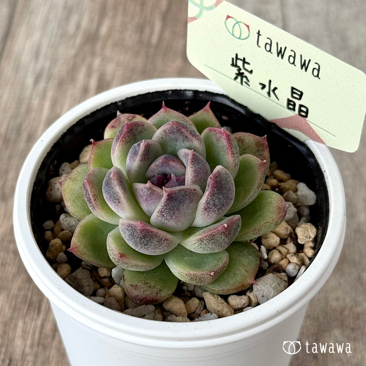 *新発売* 紫水晶1【tawawaハウス苗】