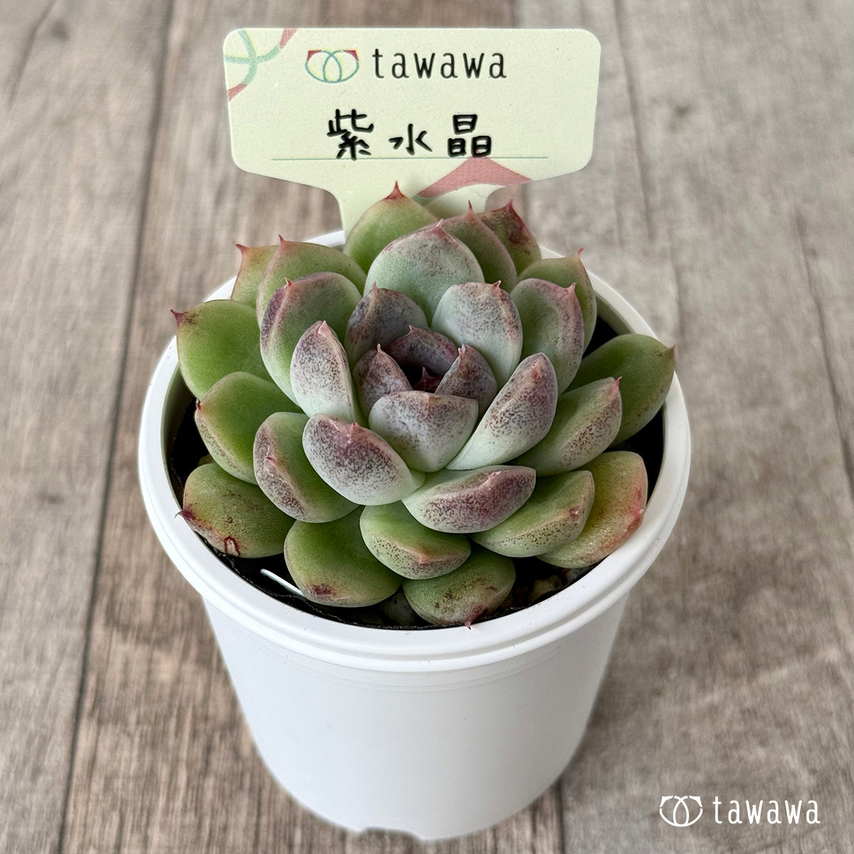 *新発売* 紫水晶2【tawawaハウス苗】