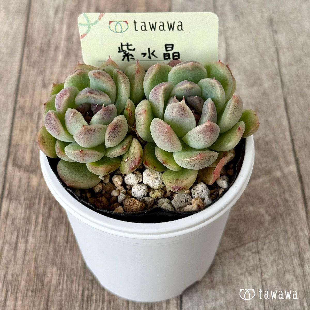 *新発売* 紫水晶3【tawawaハウス苗】