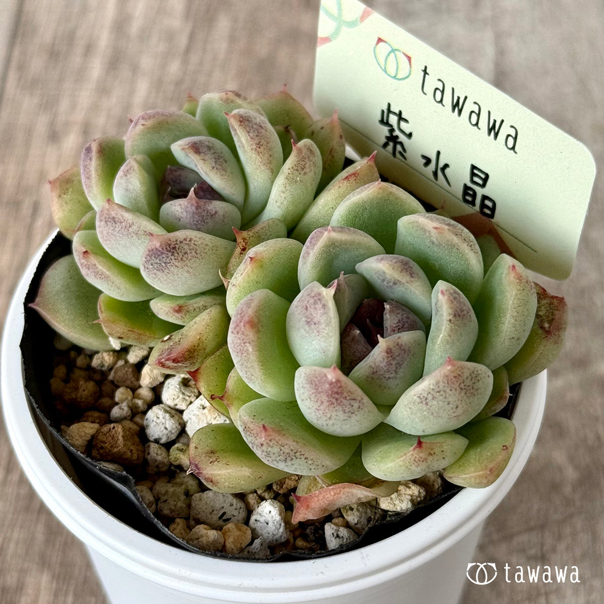 *新発売* 紫水晶3【tawawaハウス苗】