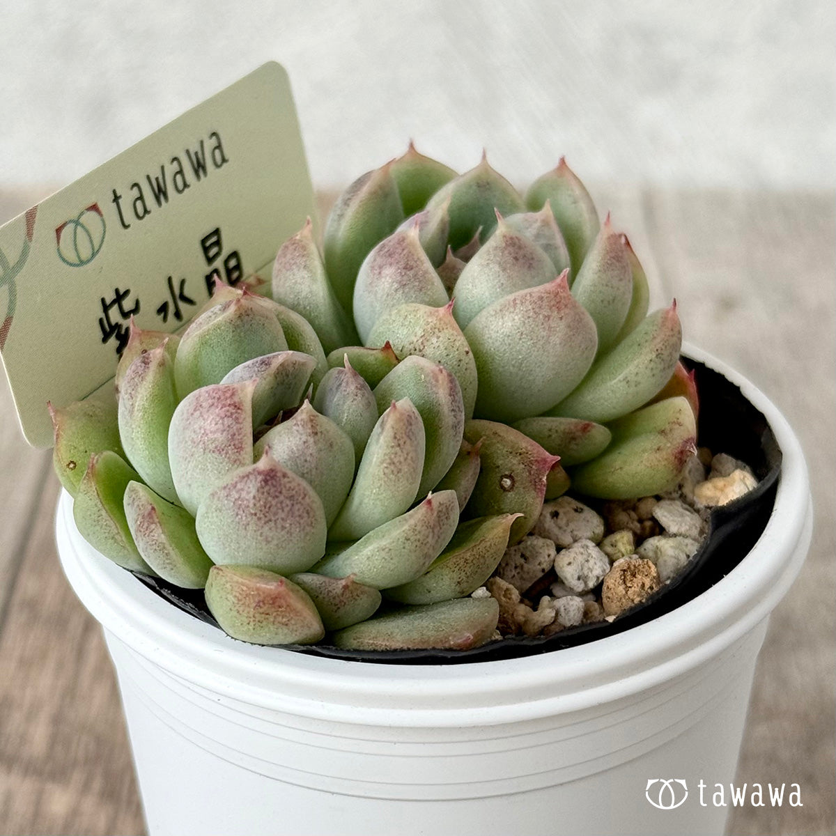 *新発売* 紫水晶3【tawawaハウス苗】