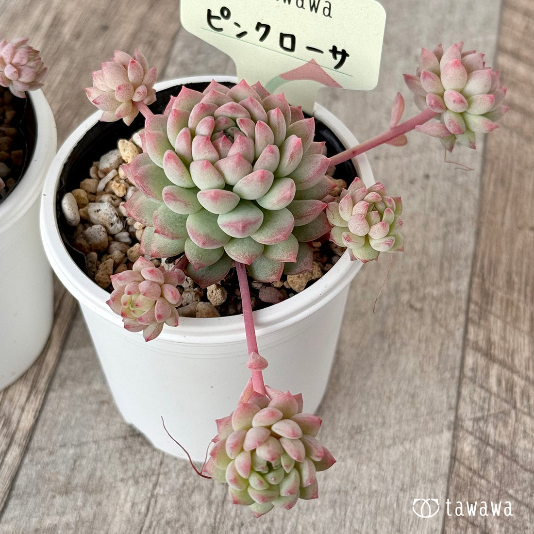 ピンクローサ1(エアーマジック農園)【tawawaハウス苗】