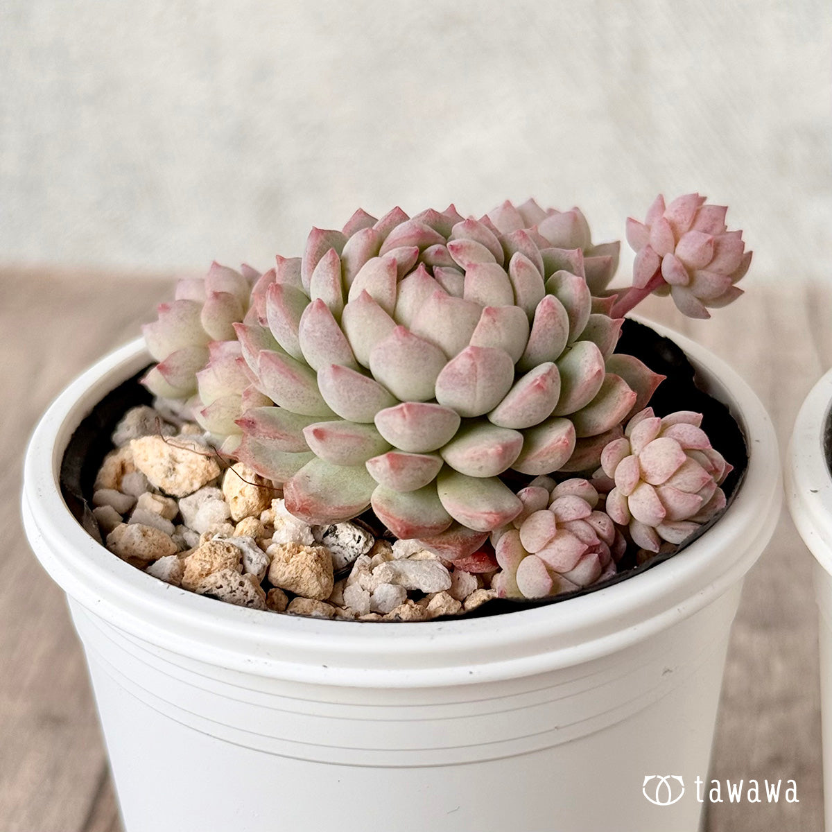 ピンクローサ1(エアーマジック農園)【tawawaハウス苗】