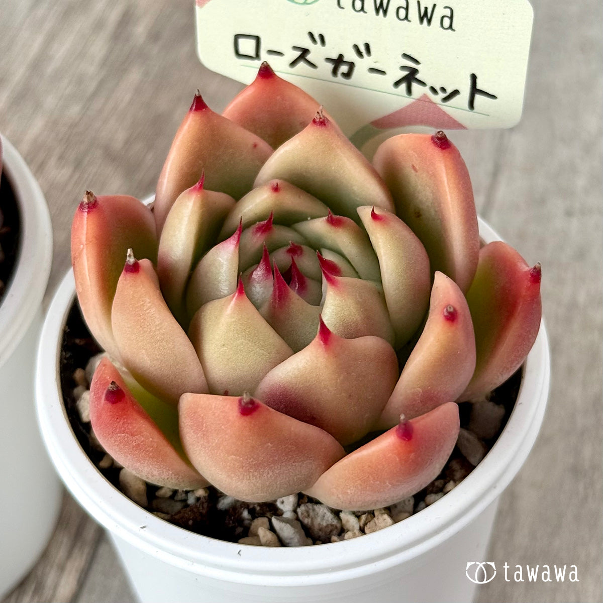 *新発売* ローズガーネット(エアーマジック農園)【tawawaハウス苗】