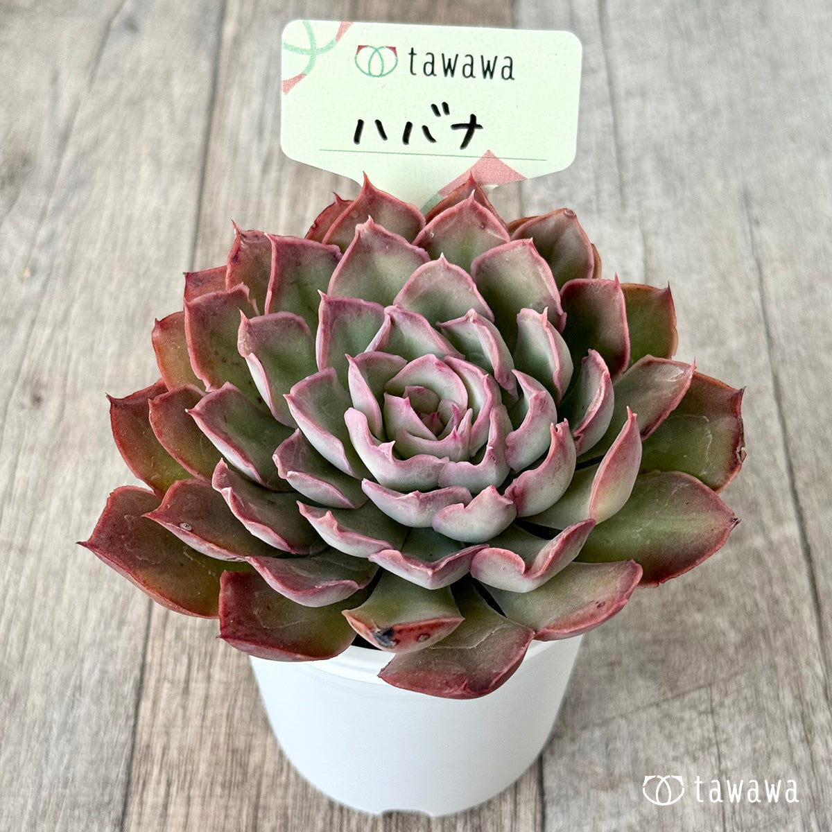 ハバナ(エアーマジック農園)【tawawaハウス苗】