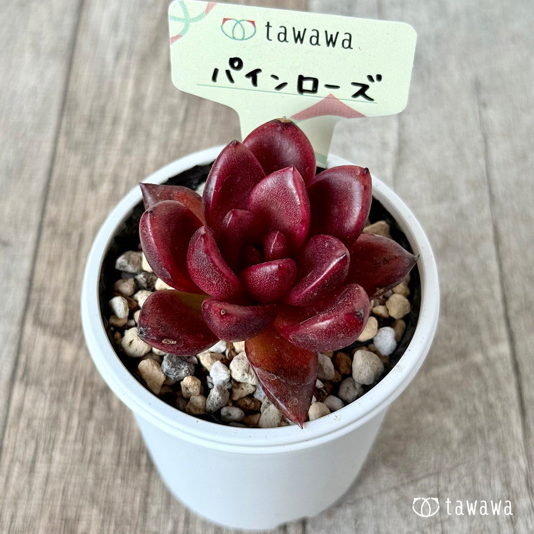 New Arrival* Cubic Frost