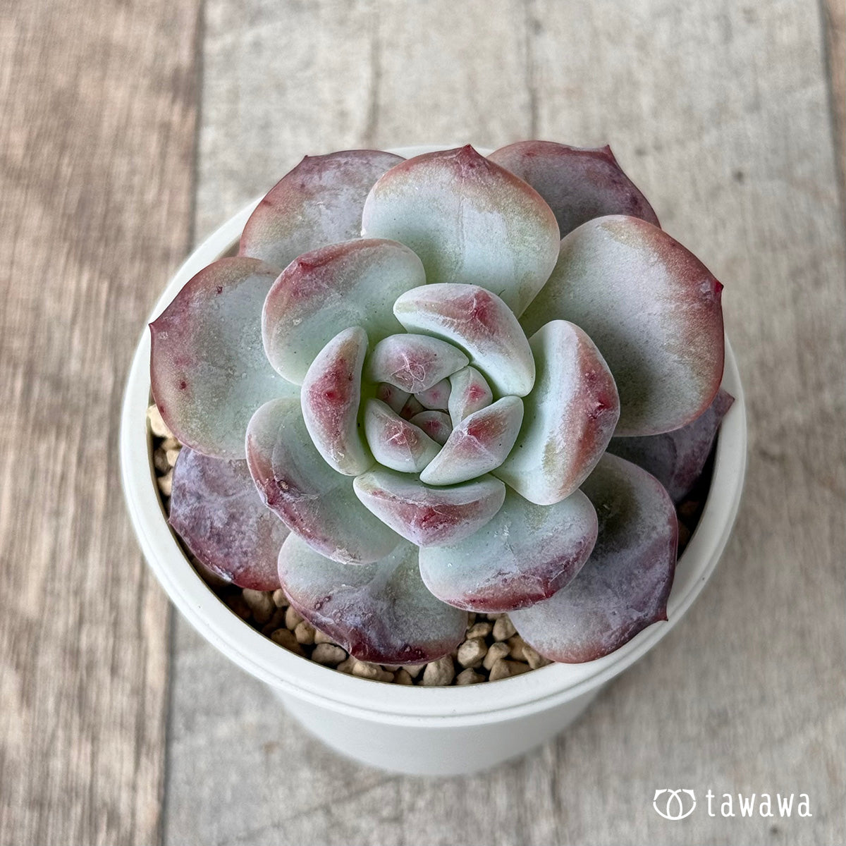 먼로