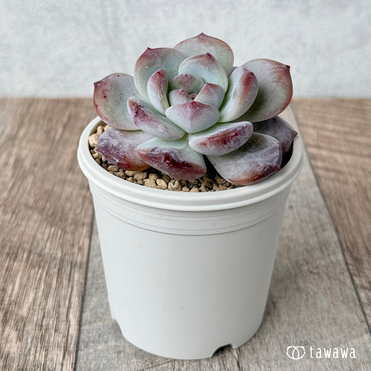 먼로