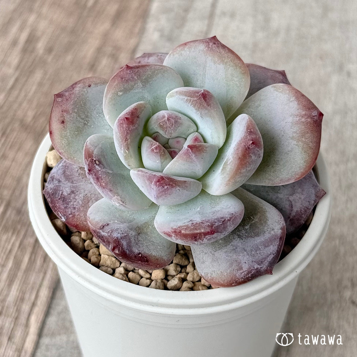 먼로