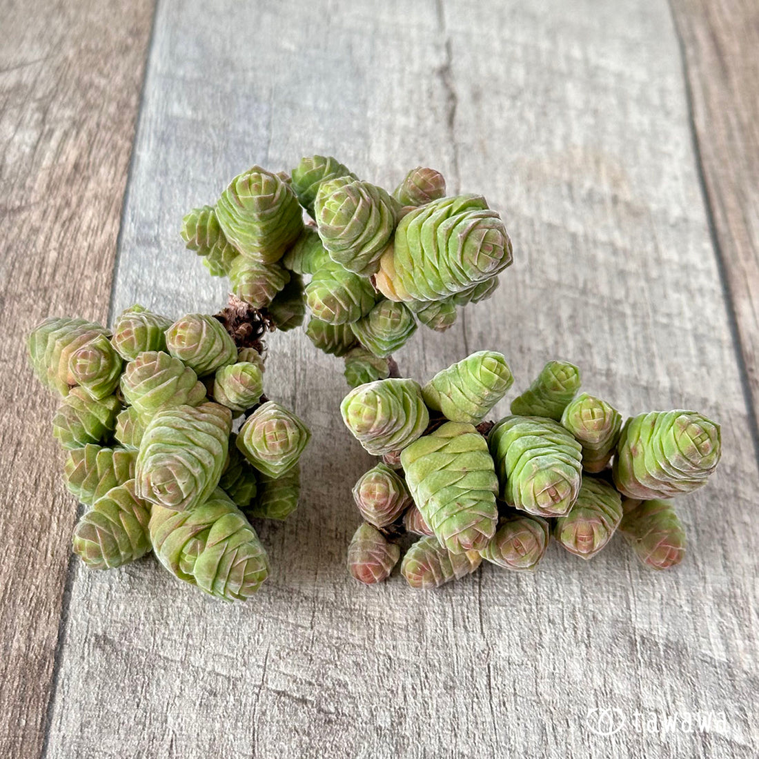 Columella