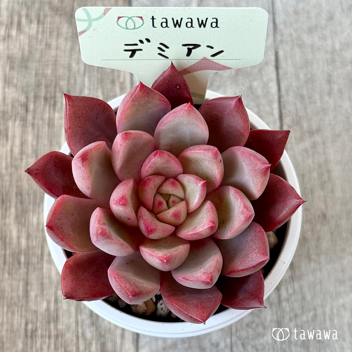デミアン【tawawaハウス苗】