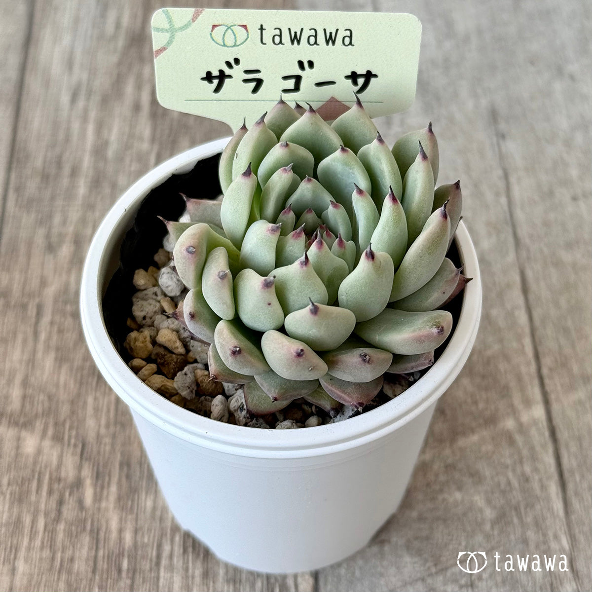 ザラゴーサ2【tawawaハウス苗】