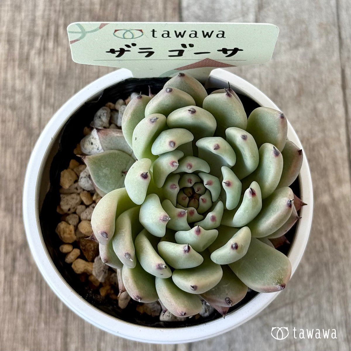 ザラゴーサ2【tawawaハウス苗】