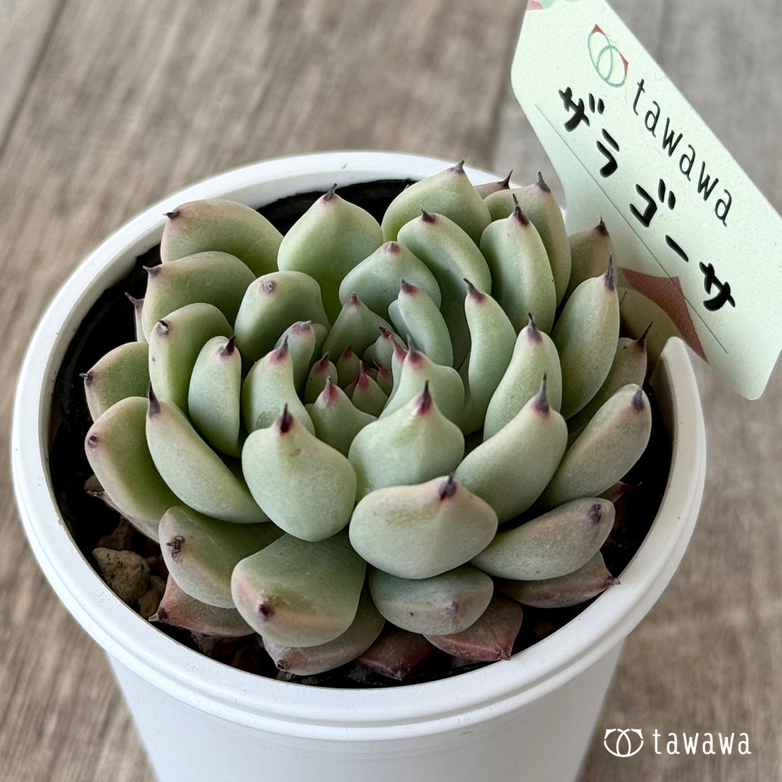 ザラゴーサ2【tawawaハウス苗】