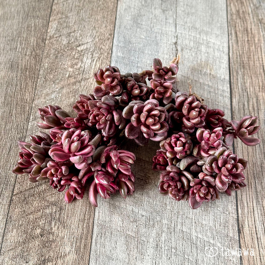 チョコレート錦