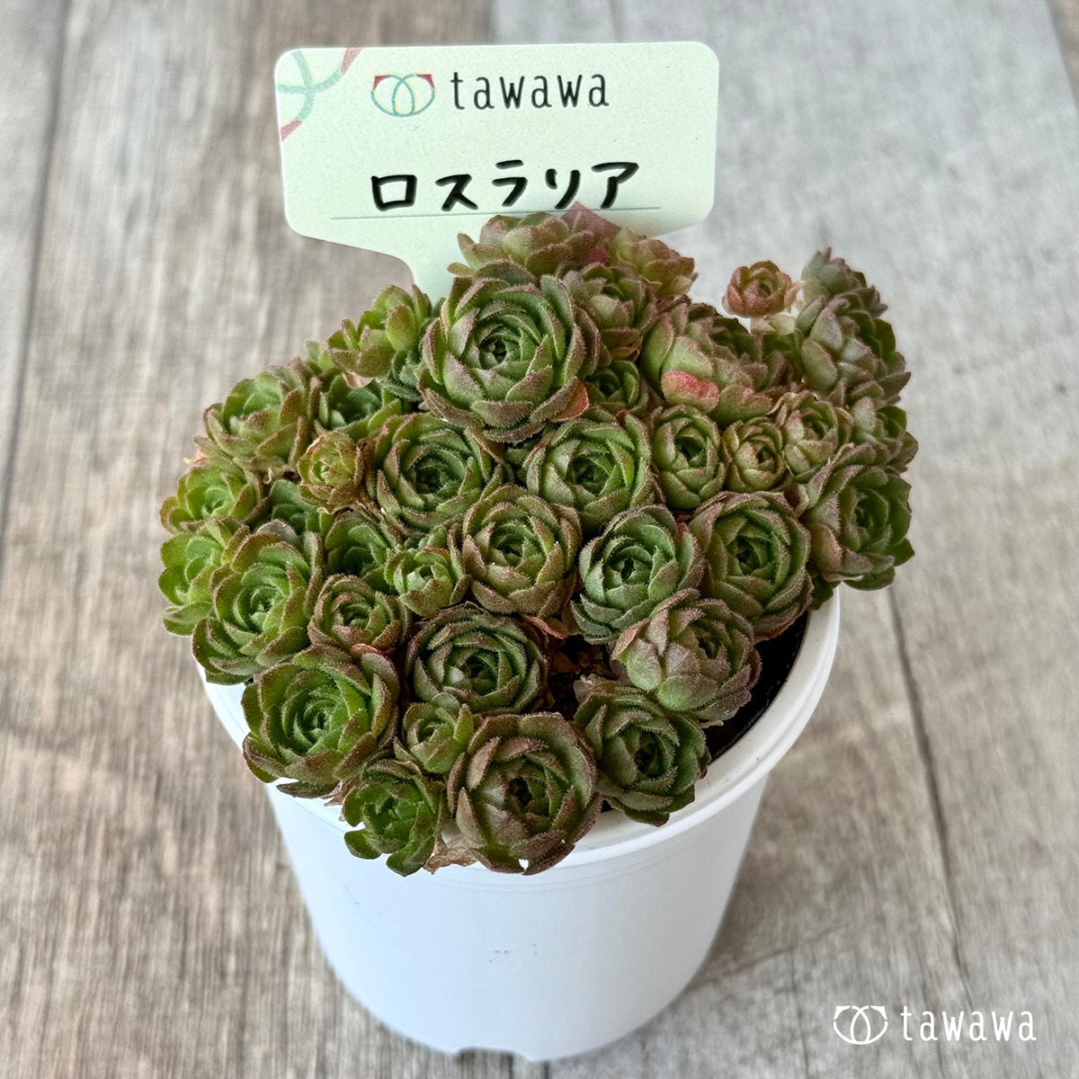 *新発売* ロスラリア1【tawawaハウス苗】