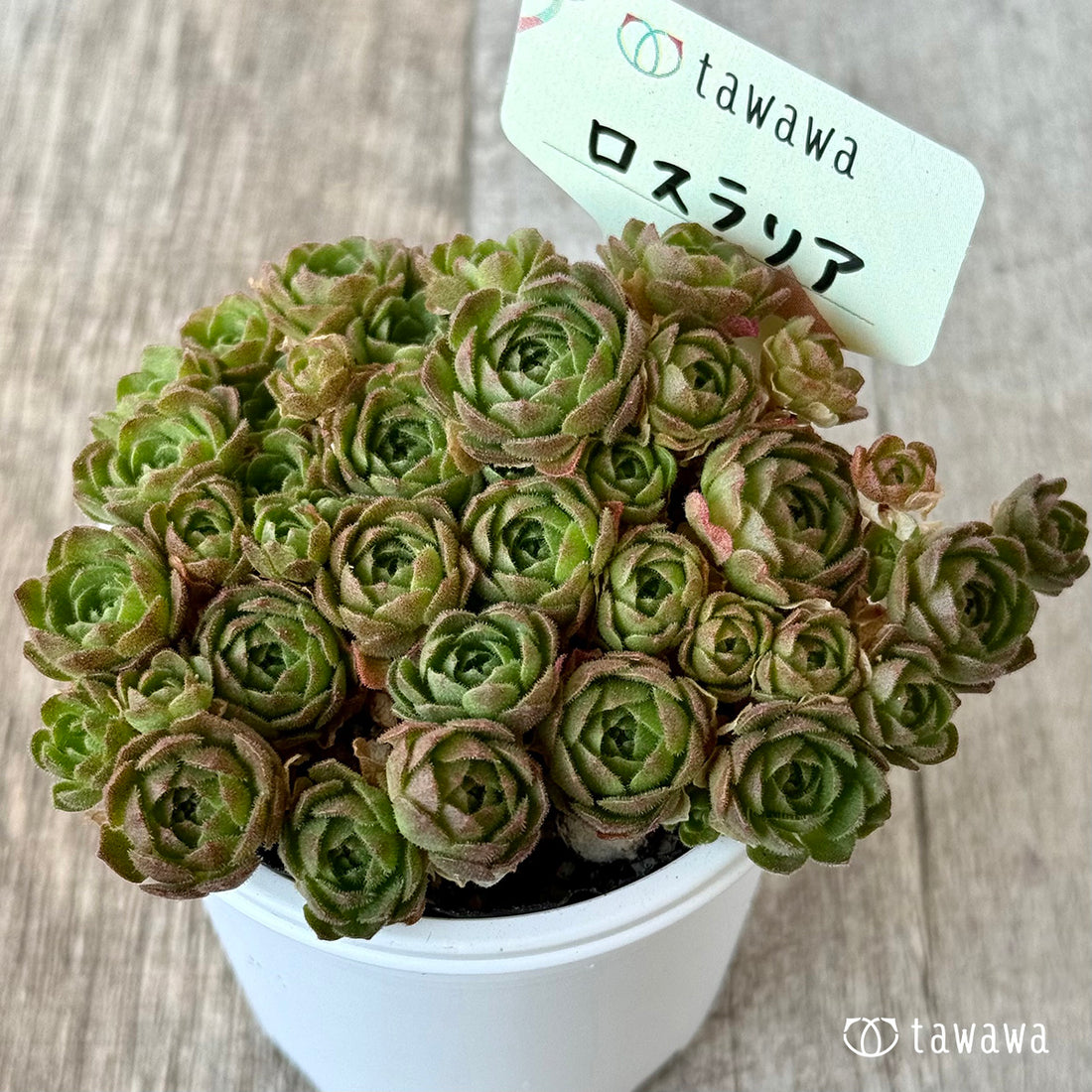 *新発売* ロスラリア1【tawawaハウス苗】