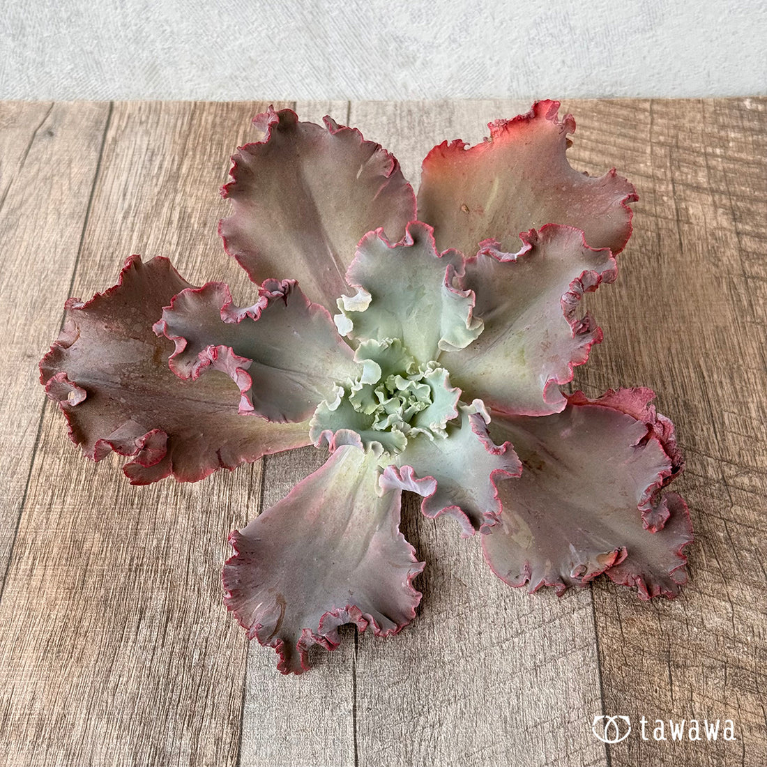 クレオパトラ①