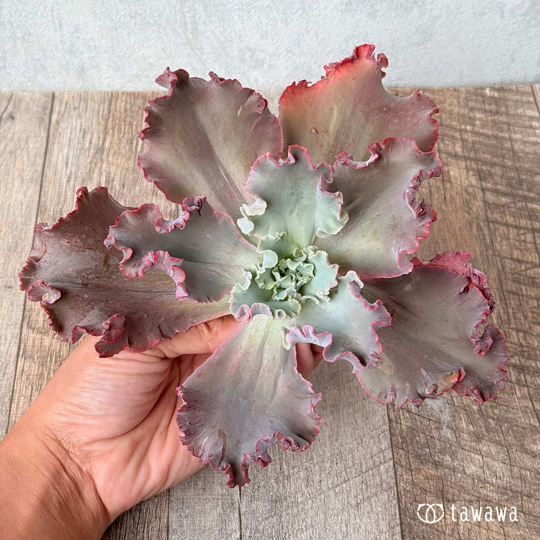 クレオパトラ①