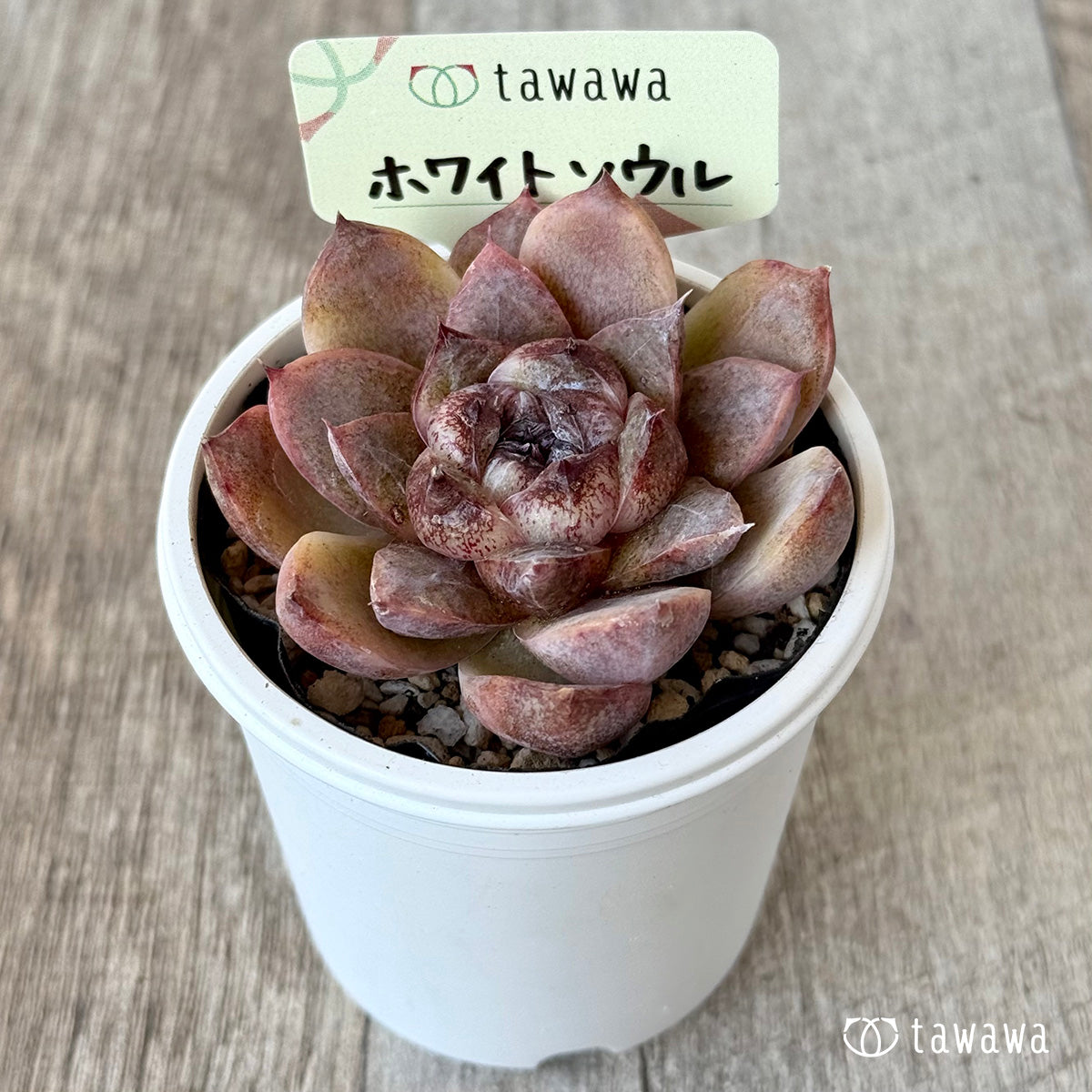 ホワイトソウル【tawawaハウス苗】