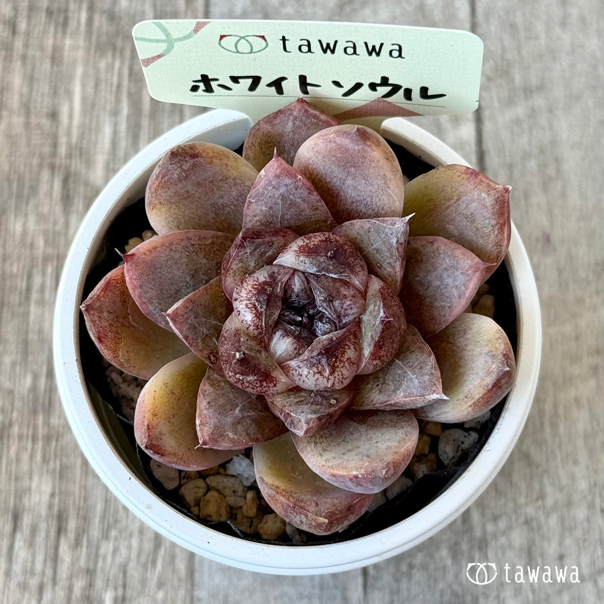 ホワイトソウル【tawawaハウス苗】