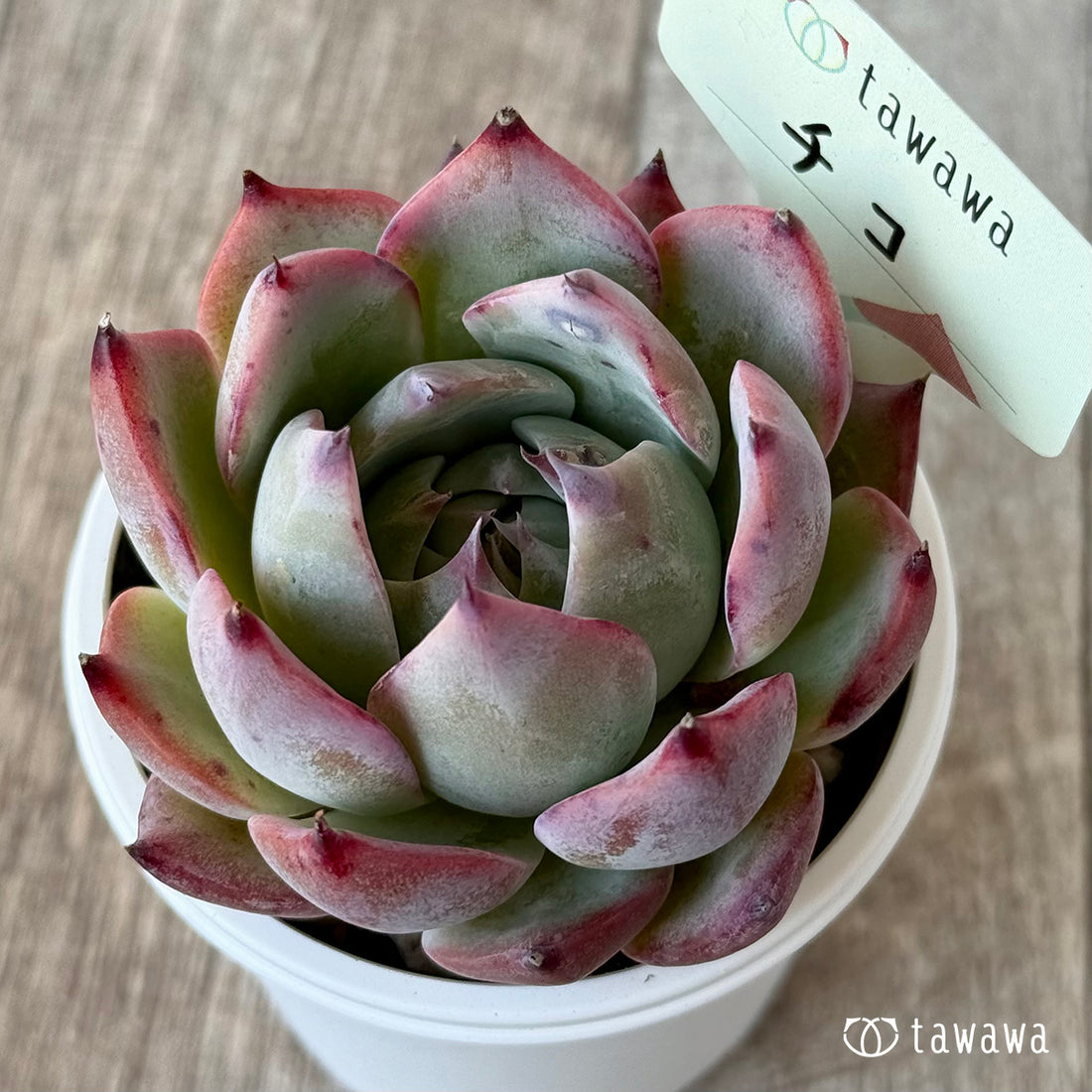 チコ1(エアーマジック農園)【tawawaハウス苗】