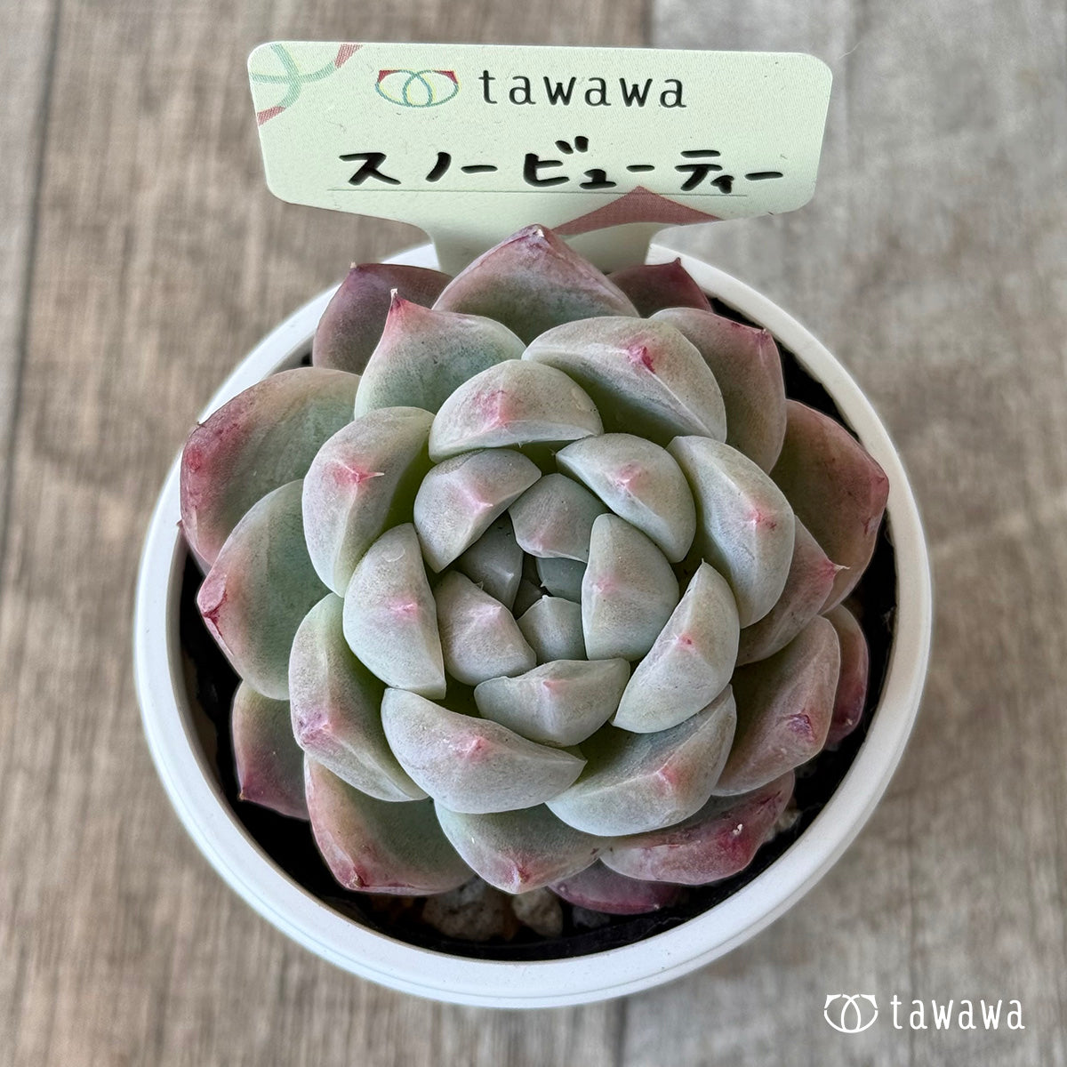 スノービューティー【tawawaハウス苗】