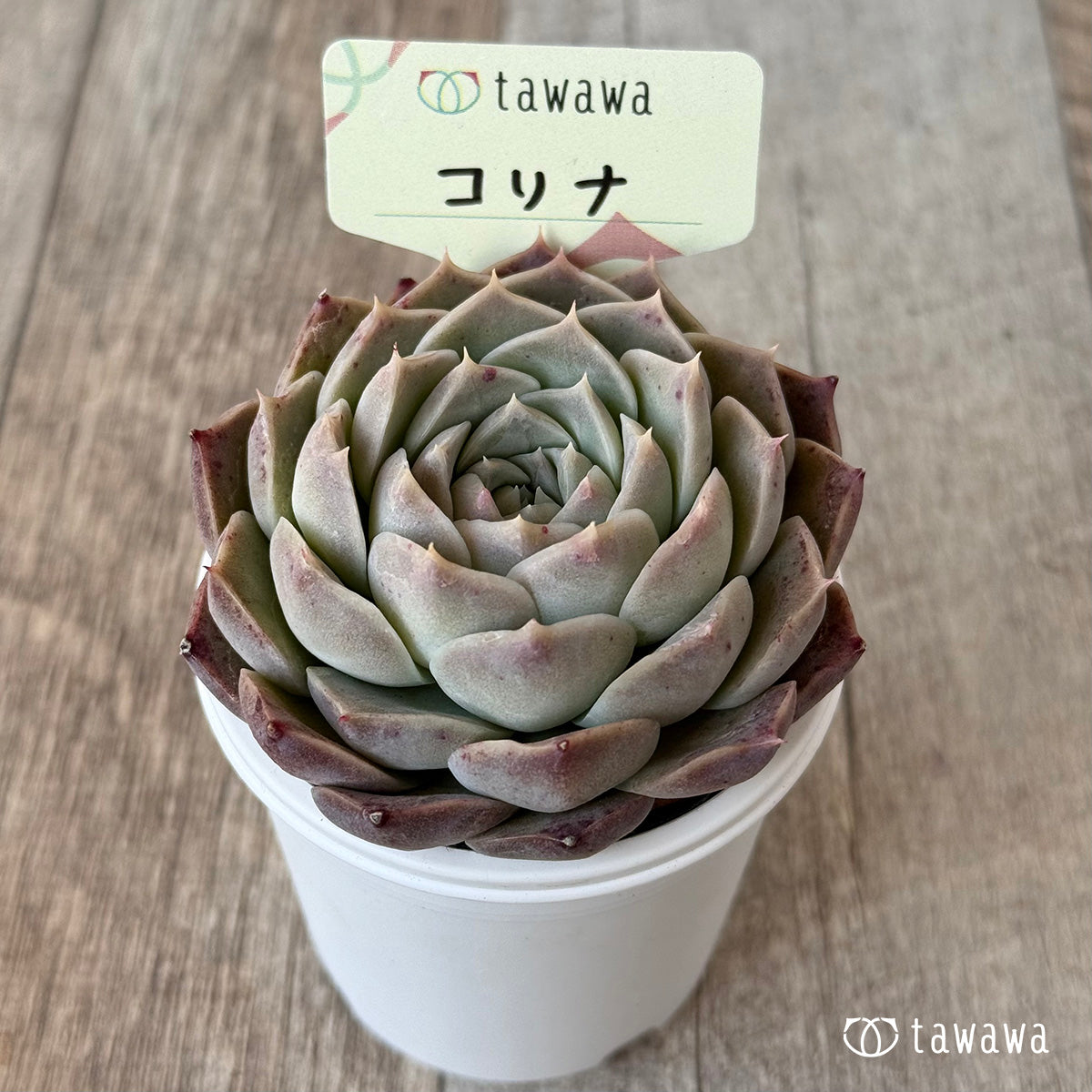 コリナ1(エアーマジック農園)【tawawaハウス苗】