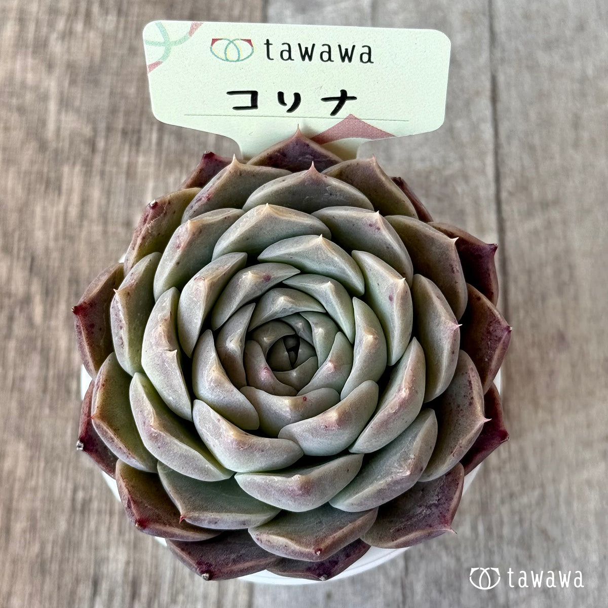 コリナ1(エアーマジック農園)【tawawaハウス苗】