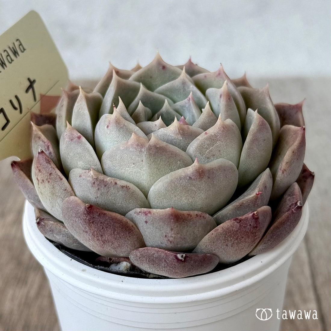 コリナ1(エアーマジック農園)【tawawaハウス苗】