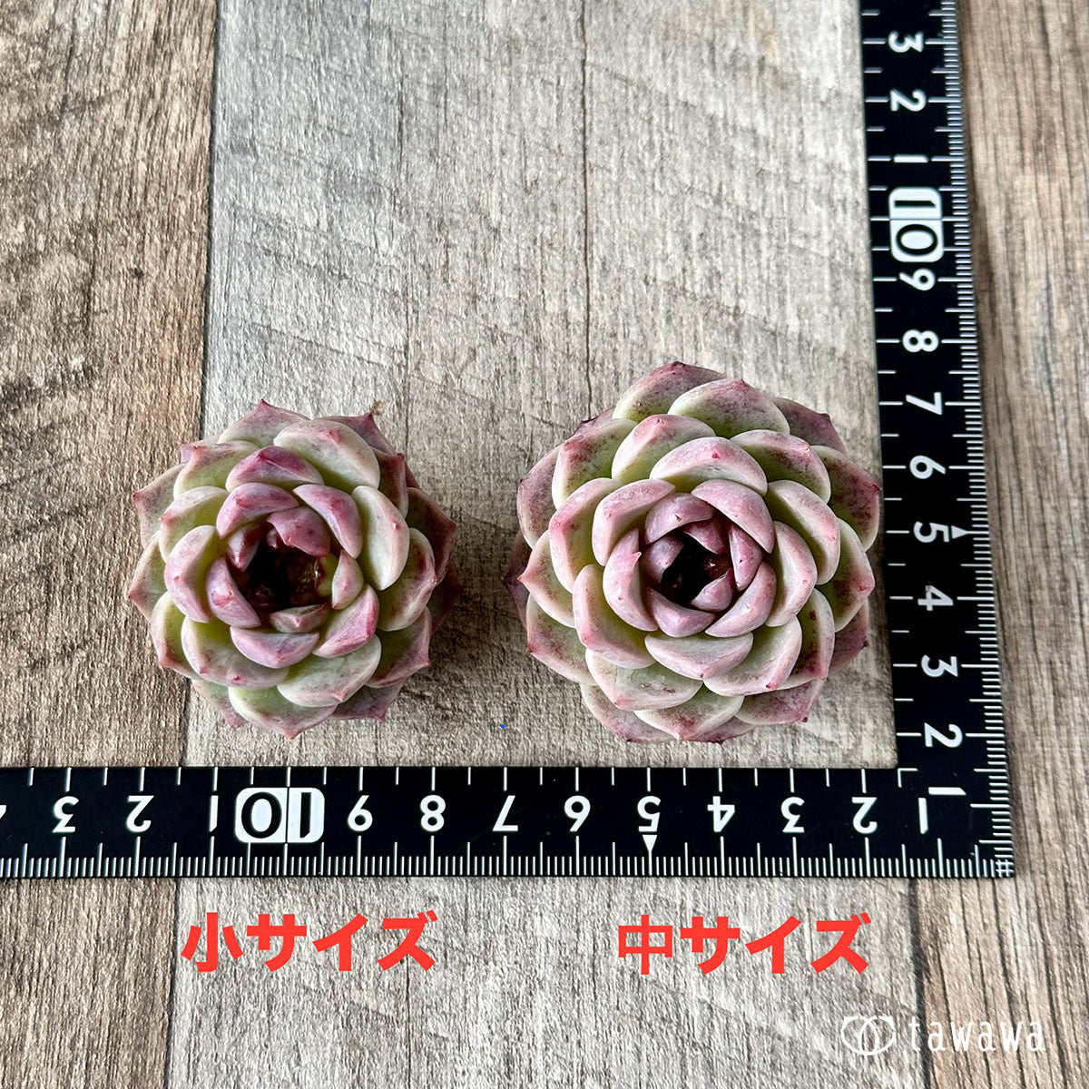 레드벨벳