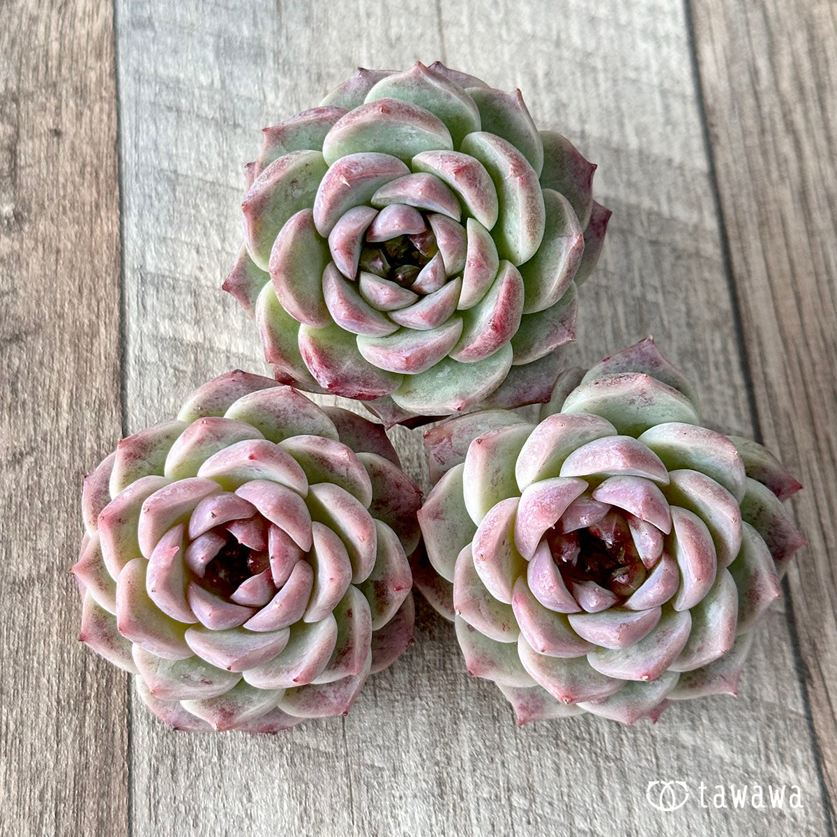 레드벨벳