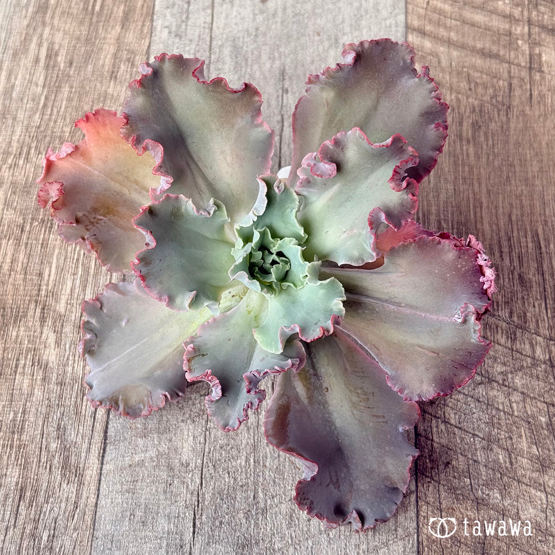 クレオパトラ④(※難あり)