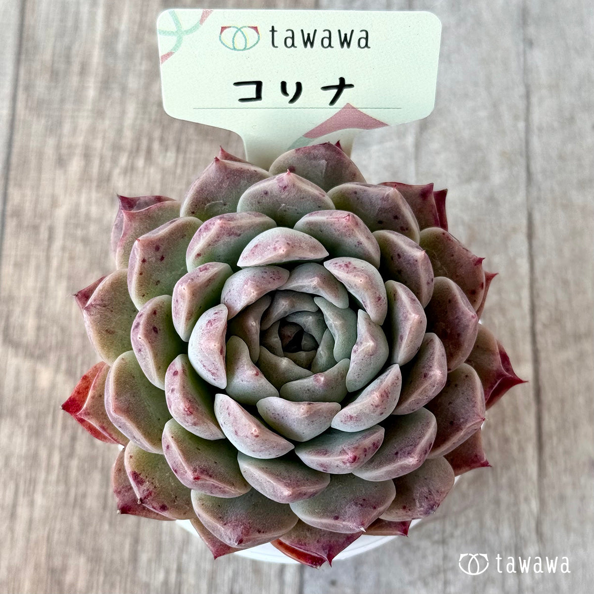 コリナ2(エアーマジック農園)【tawawaハウス苗】