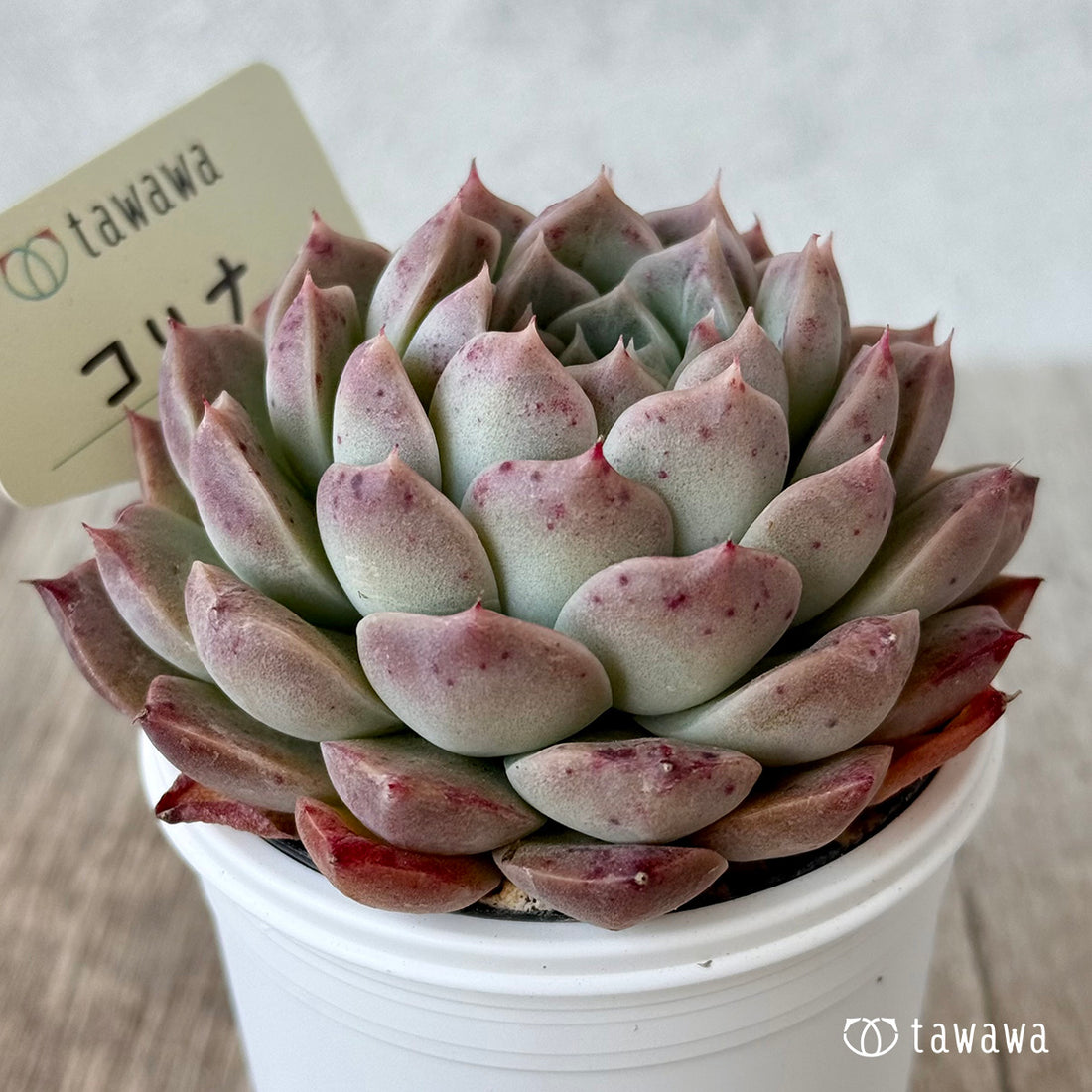 コリナ2(エアーマジック農園)【tawawaハウス苗】