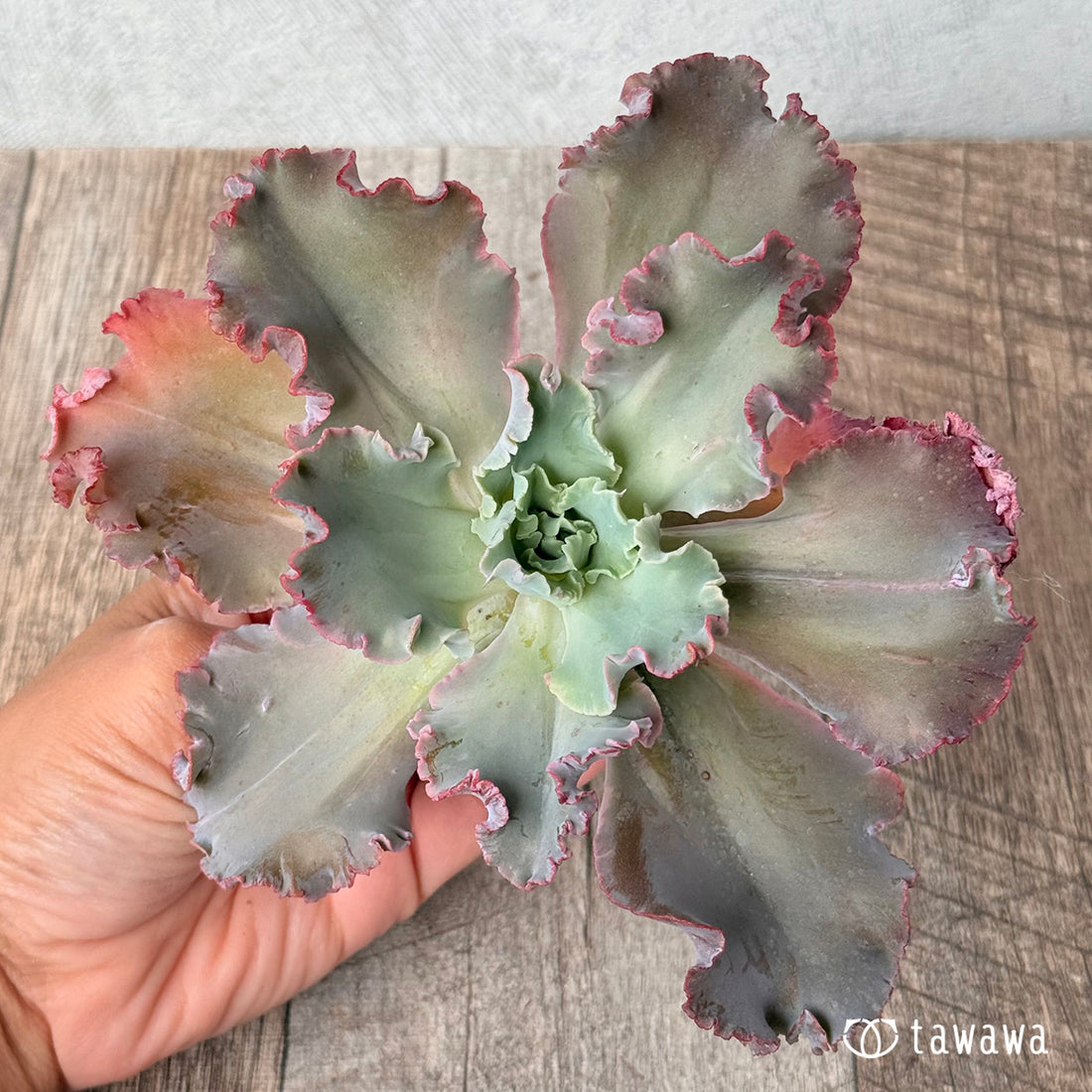 クレオパトラ④(※難あり)