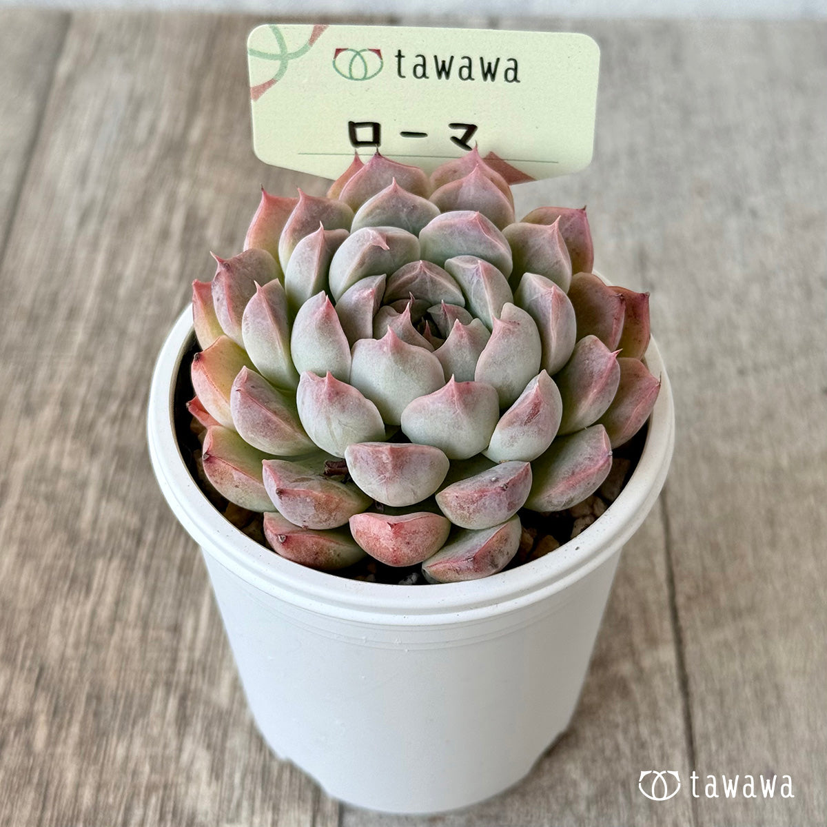 *新発売* ローマ1(エアーマジック農園)【tawawaハウス苗】