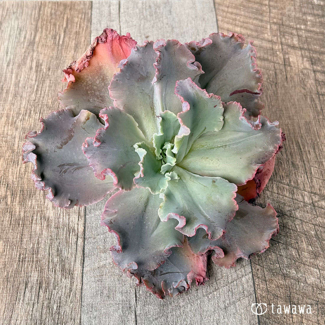 クレオパトラ⑤