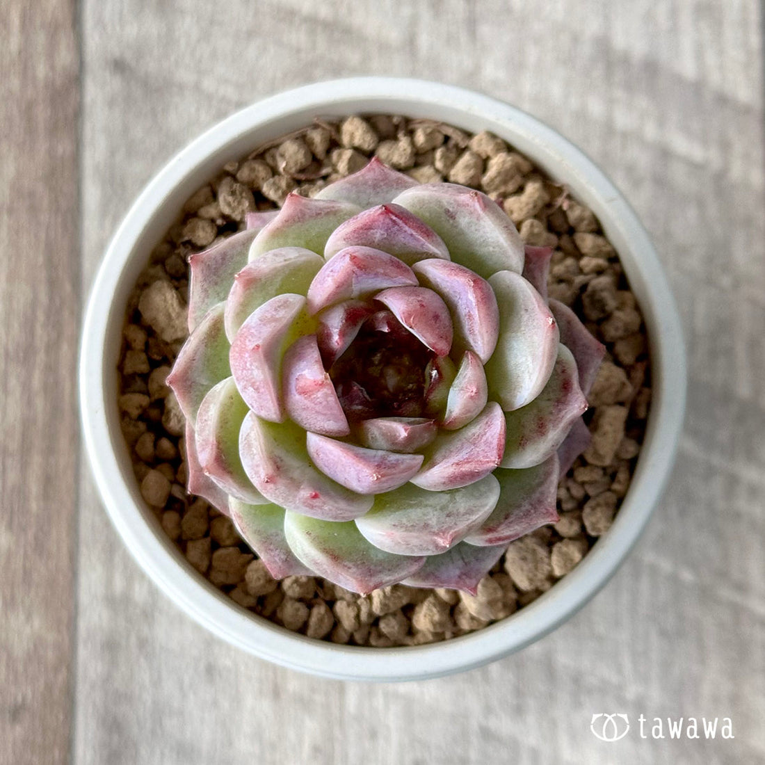 Red Velvet (Small)