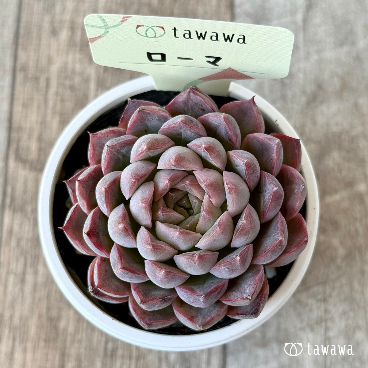 ローマ2(エアーマジック農園)【tawawaハウス苗】